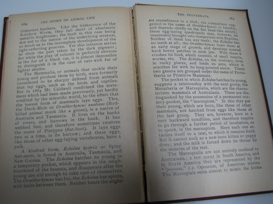 j071 Vintage Book 1909 Stories of the Universe Animal Life by B. Lindsay